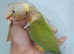 Hand reared conure