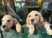 Labrador Puppies
