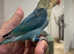 Love bird parblue
