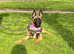 Belgian Malinois kc registered healthy pups ready to leave!!