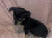3 beautiful chihuahua puppies