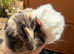 Now Reserved . 2 Pretty female baby guinea pigs.
