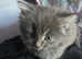 Cute kitty for sale