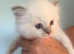 Top Quality Pedigree Birman Kittens