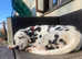 Female KC reg Dalmatian for sale