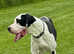 Superb Home bred Health Tested KC Dane pups