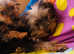 Yorkshire terrier pups