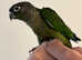 Green Cheeked Baby Conures for sale £200
