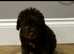Bedlington terrier puppy