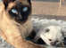 ** 2 KITTENS LEFT** Pure bred Traditional Siamese Kittens