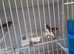 Harlequin and dimorphic canaries