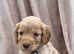 Beautiful 1lefts apricot F1 cockapoo puppies