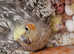 Last chick left 1x whitefaced pearl pied cockatiel unsexed £75
