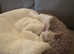 Burmilla - 8 months kitten looking for an extra special home
