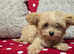 Last small gorgeous red chipoo girl left (11 weeks old)