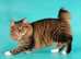 American Curl needs a new home to shift