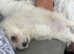 10 week old bichon boy