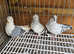 Owl pigeons for sale