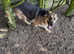 Kcreg blue and tan long coat German shepherd