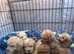 Beautiful 8 weeks old Cockapoo puppies