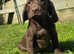 READY NOW  cocker spaniel x labrador