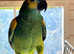 Very beautiful young blue fronted Amazon