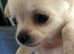 Chihuahua puppies Adorable