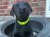 1 little boy available Stunning KC black Labrador puppies fullyhealth tested Parents
