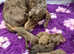 Miniature dachshunds for sale
