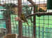 2 male Greenfinch's for sale