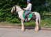Beautiful traditional cob gelding