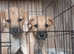 Lurcher pups