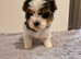 Ready To Go! Beautiful Girl Biewer Terrier