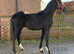 Stunning black colt to make 15.2