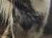 6 year old mare