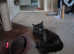 Female Bombay 10month old pure black kitten/cat plus loads of extras!!!!!
