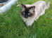 Handsome Seal Point Ragdoll for Stud services