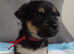 8 beautiful shih tzu x chihuahua pups puppy