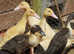 Indian Runner Ducks. Ready to leave! Unsexed JUST 8 Left.IP21