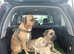 Beautiful female boerboel puppy