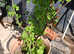 White Currant Plant