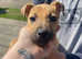 Bull greyhound puppy