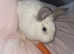 Beautiful rabbit