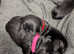 Goldador Puppies for Sale