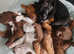 Patterdale pups *READY TO LEAVE 8TH MAY*