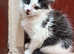 Kitten to rehome
