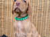 KC Vizsla pups DNA Tested Hip Elbow Scored Parents