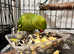 Baby green Indian ringnick parrot