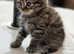 3 Stunning Female Persian Kittens for Sale