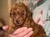 Red toy poodle puppies